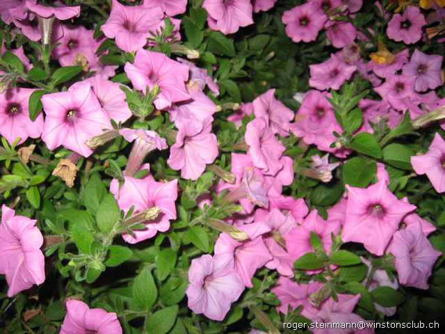 Ja-Wort Party – Foto 291